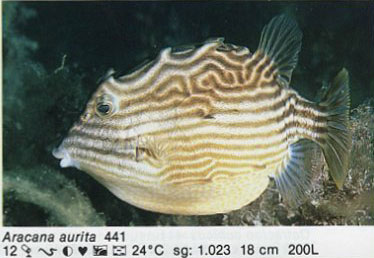 Aracana aurita